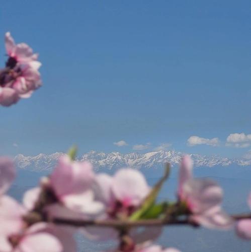 a group of pink flowers with mountains in the background at sanjivani buti organic krisi farm & resort in Nagarkot
