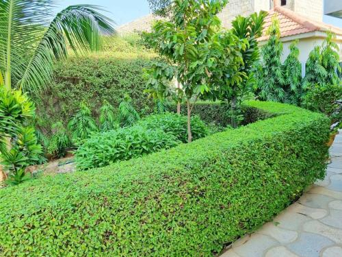 a garden with green hedges and trees at Magnifique villa avec piscine a Mbour in Mbour
