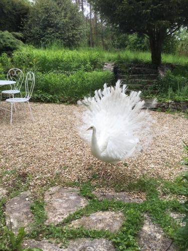 a large white bird walking around in a park at La Chalonnière in Châlo-Saint-Mars