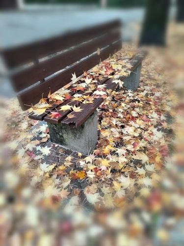 a park bench with autumn leaves on the ground at un balcone sul lago in Omegna