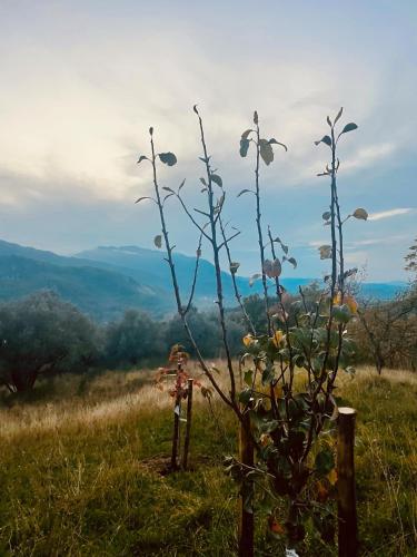 a plant on top of a hill with a view at Torretta Margiotta in Picinisco