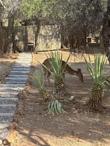 Gambar di galeri bagi Mabalingwe Nature Reserve - Elephant Lodge - Tjaila di Bela-Bela