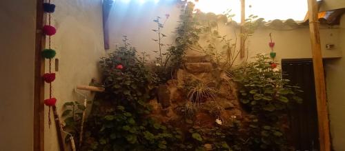 Κήπος έξω από το Hospedaje Rosita INN