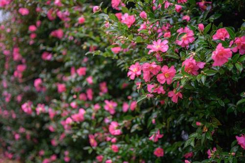 a bush of pink flowers in a garden at 3B3B w Farm View w Outdoor Dining,Shared Game Room in Bilpin