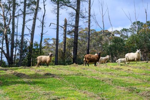 a group of sheep standing in a field at 3B3B w Farm View w Outdoor Dining,Shared Game Room in Bilpin