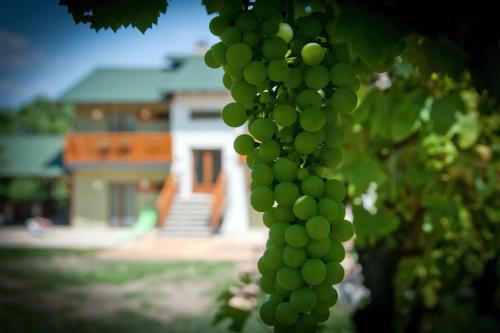 a bunch of green grapes hanging from a tree at 3galeria in Podhájska