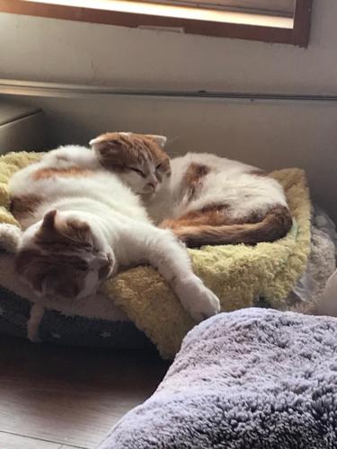 three cats laying on a bed in a room at Astuto Riders House in Annaka