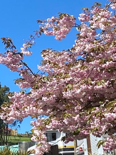 a tree with pink flowers in front of a van at Cherry Tree Cottage in Lawrence