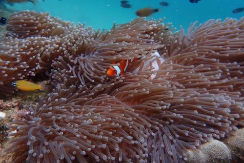 a coral with a clown fish in the ocean at Vacation Village Phra Nang Inn - SHA Extra Plus in Ao Nang Beach
