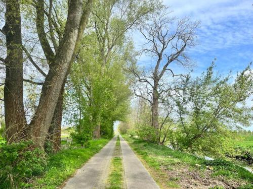 a dirt road with trees on either side at Kranichrast in Tarmow