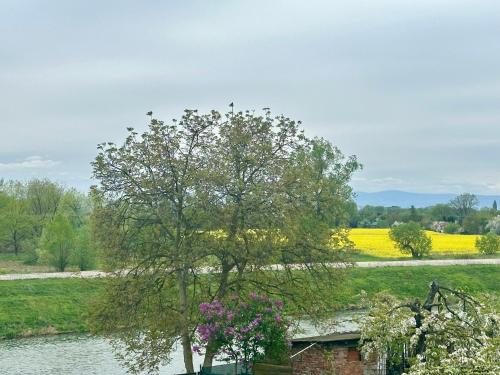 a tree next to a river with a field of flowers at dom nad rzeka in Nysa