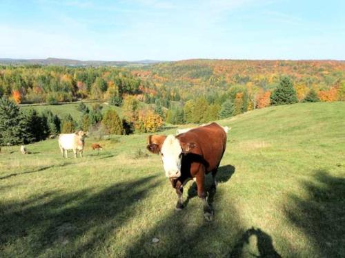 a cow is standing in a field of grass at Au Chic Chalet des Chutes Chic Chalet in Sainte-Melanie