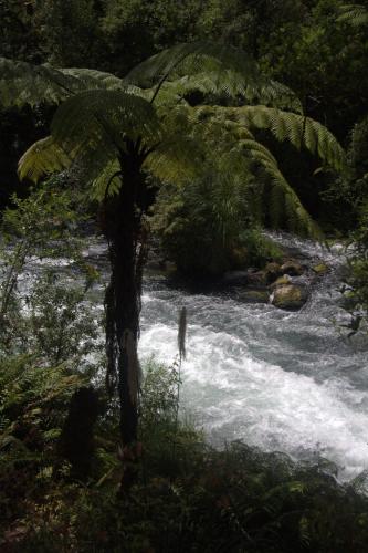 a river with a palm tree in front of a river at Tarawera River Lodge Motel in Kawerau
