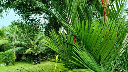a palm tree in a garden with a scooter at Angels' homestay Marari in Mararikulam