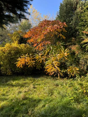 a tree with brown leaves on it in a field at Wilanowska Hostel in Warsaw