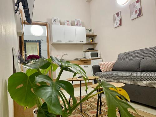 Dori's Wilson Studio at Blloku Neighborhood