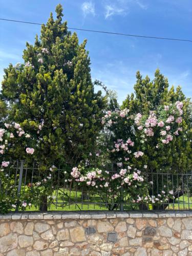 three trees behind a fence with pink roses at CASA DI MADI in Chalkida