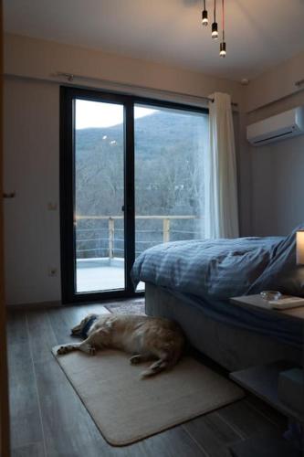 オルマにあるEndless View Orma Guesthouseの窓のある寝室で敷物に寝ている犬