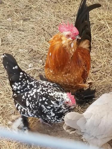 Άλλα ζώα σε οργανωμένο κάμπινγκ ή στη γύρω περιοχή