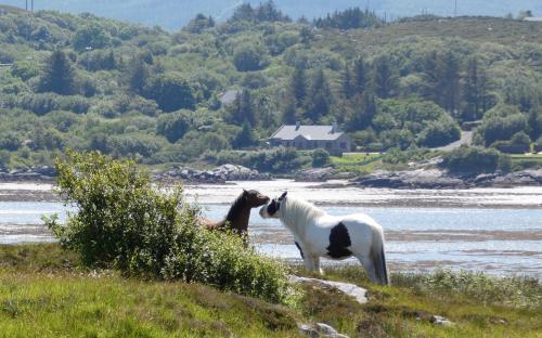two horses standing on a hill near a body of water at The Oyster House in Dungloe