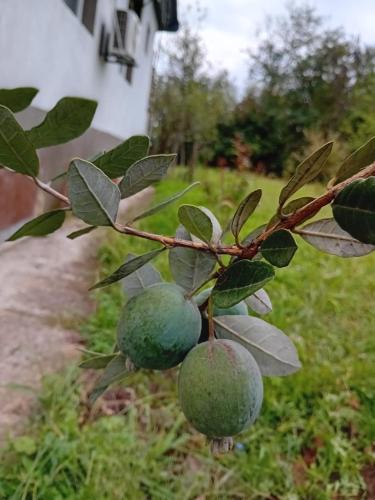 a branch of a tree with green fruit on it at Ruska's Guesthouse in Kveda-Bashi