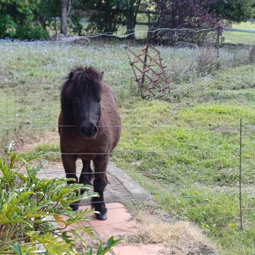a brown horse walking down a path near a fence at Homestead BnB in Maudsland