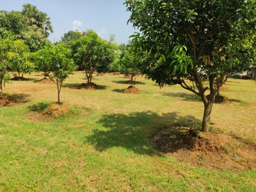 a group of trees in a field with grass at Siva Rama garden resort & swimming pool 5star stay comfort 6BHK bheemili beach road nr in Visakhapatnam