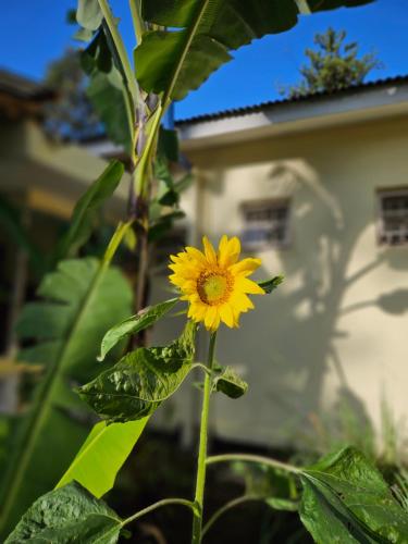 a yellow flower is growing in front of a building at Kiwavi Home in Moshi