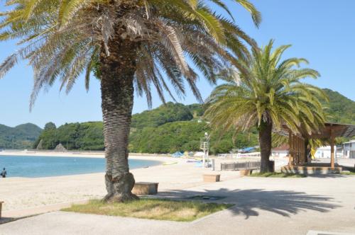 deux palmiers sur une plage au bord de l'eau dans l'établissement アグリート島時間, à Onomichi