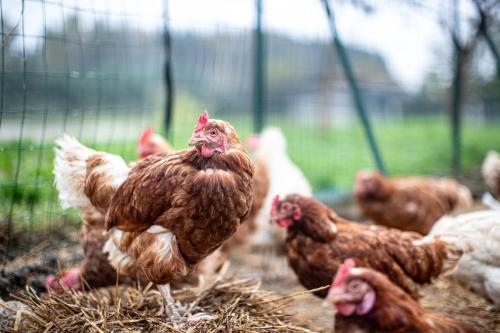 a group of chickens standing on hay in a pen at Agriturismo Why Farm in Marano Ticino