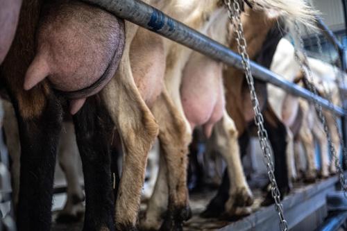 a group of cows chained to a metal fence at Agriturismo Why Farm in Marano Ticino