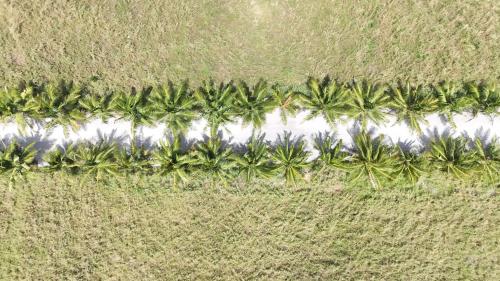 an aerial view of a row of palm trees at Aashaan View Thoddoo in Thoddoo