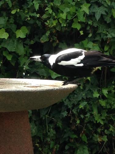 a black and white bird sitting on a bird bath at Yelki by the Sea in Encounter Bay