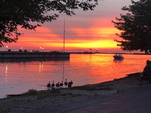 a group of ducks in the water at sunset at Postcard Perfect in New Buffalo