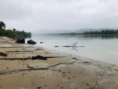 a body of water with a tree branch in the water at Repülőhal Apartmanház in Zebegény