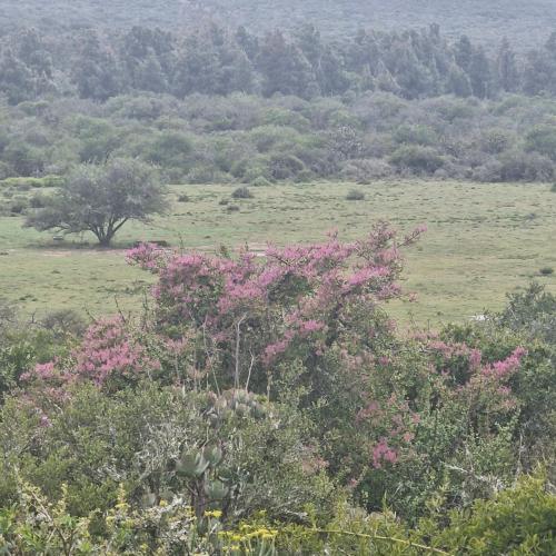 a field with trees and pink flowers in a field at Harmony Luxury Tents & Safari in Addo