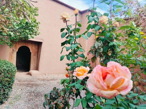 a rose bush with a building in the background at Ryad-IGRANE in Ouarzazate