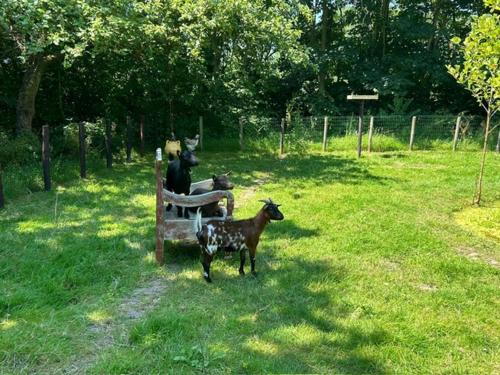 a goat standing next to a person sitting on a park bench at TUUS in Dishoek in Dishoek