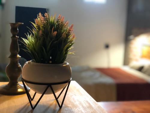 a plant in a pot sitting on a table at Lomas del Mirador 3 in San Fernando del Valle de Catamarca