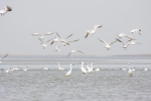 a flock of birds flying over the water at HAMEAU DU PÊCHEUR Le Crotoy in Le Crotoy