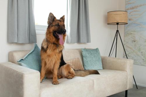 a dog sitting on a couch in a living room at Kompas Camping Nieuwpoort in Nieuwpoort