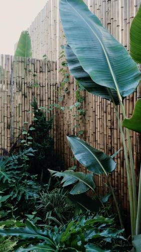 a large green plant next to a wooden fence at Bản Nhỏ - Little Village in Cao Bằng