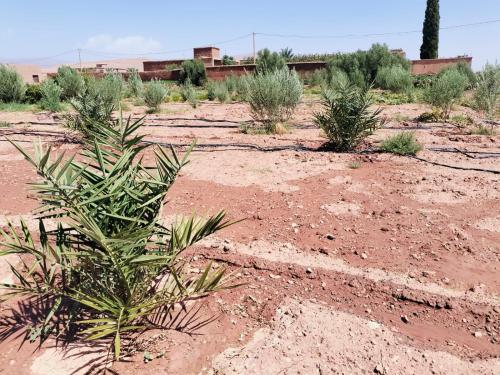 a group of plants in a desert field at Ryad-IGRANE in Ouarzazate