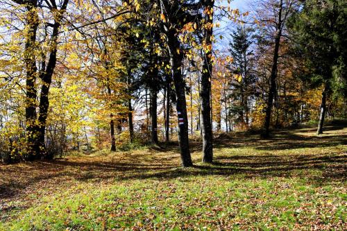 a wooded area with trees and leaves on the ground at Appartement ROSalia in Forchtenstein