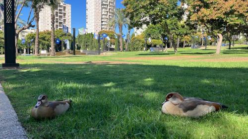 two ducks laying in the grass in a park at A cozy room economy class in the central thriving area next to Shiba & Bar Ilan in Ramat Gan