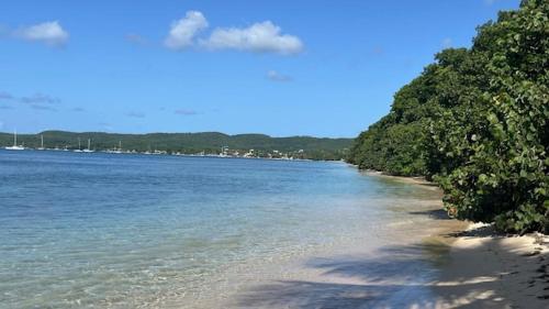 a view of a beach with trees and water at Manbana 322 in Grand-Bourg