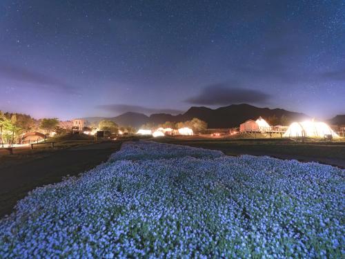 a field of blue flowers at night at くじゅう花公園 グランピングパーク花と星 in Kuju