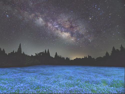 a starry night with a field of blue flowers at くじゅう花公園 グランピングパーク花と星 in Kuju
