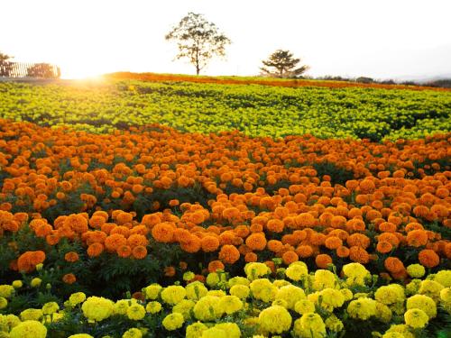 a field of flowers with the sun in the background at くじゅう花公園 グランピングパーク花と星 in Kuju