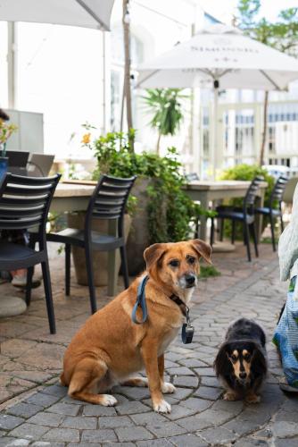 two dogs sitting on the ground in front of a table at The Willets Boutique Hotel in Simon's Town in Simonʼs Town